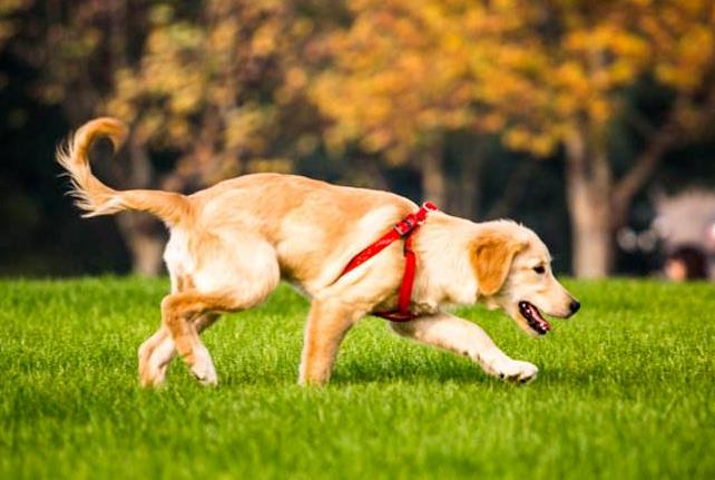 买金毛犬时要怎么选择自己喜欢的金毛犬？