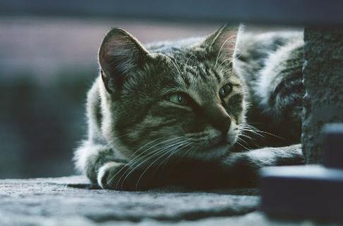给猫梳毛要注意这七点