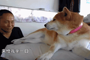 狗对主人这么好，是因为它们本身具有奴性！