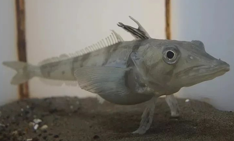 11种你从未见过的海底奇异之鱼