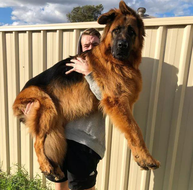 为什么男生都喜欢德国牧羊犬？