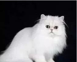 一波喂养操作，让你的波斯猫得到正确生长ing！