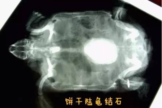 宠物乌龟结石该怎么办?(宠物乌龟结石的症状与治疗)