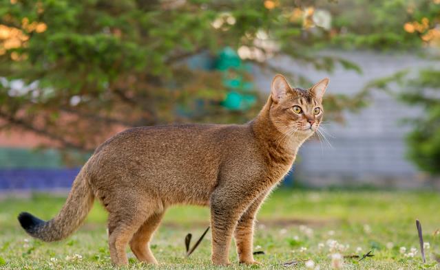 世界十大高冷宠物猫，哪个品种的猫最傲娇？