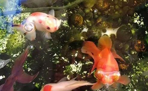 养金鱼要怎么养水？（金鱼的养水之道）