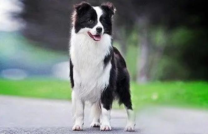 牧羊犬怎么训练放羊？牧羊犬基础口令训练技巧