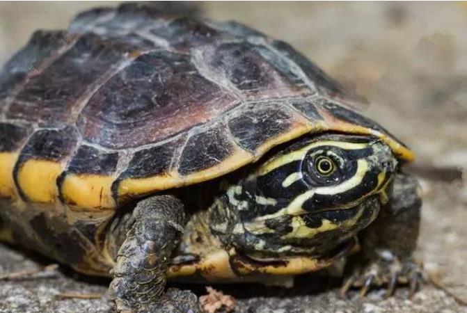 宠物乌龟中耳炎的病因、症状、治疗及预防