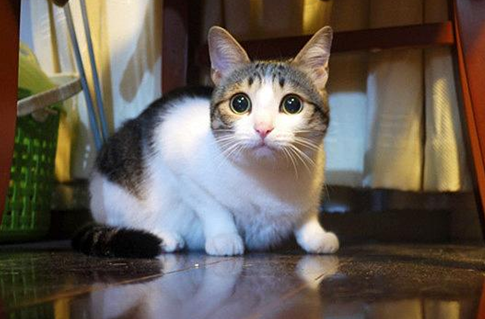 猫吃冻干有啥影响