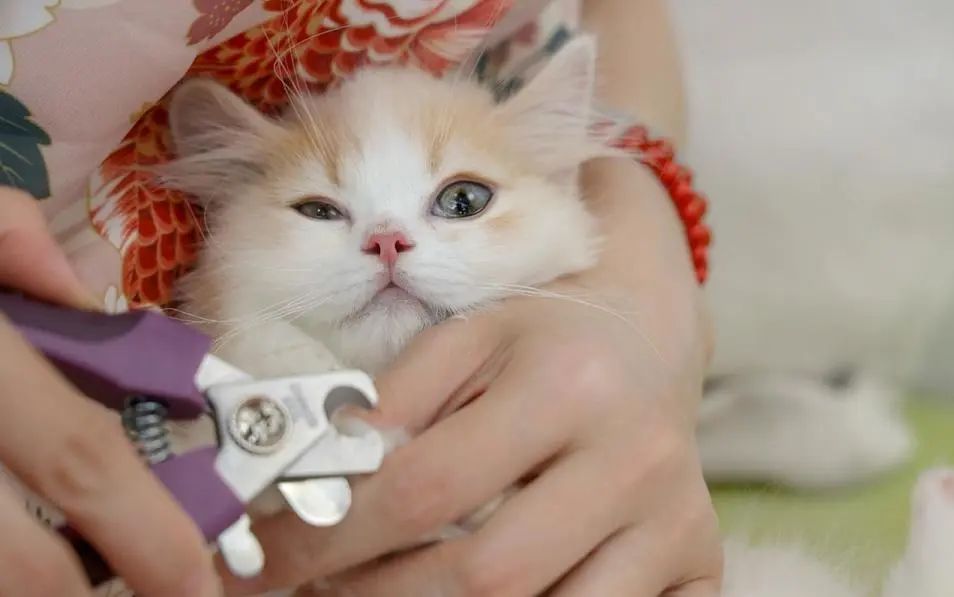 猫指甲剪出血不处理会自愈吗？猫咪剪甲出血的应对与护理
