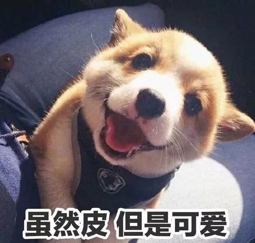 狗对主人这么好，是因为它们本身具有奴性！