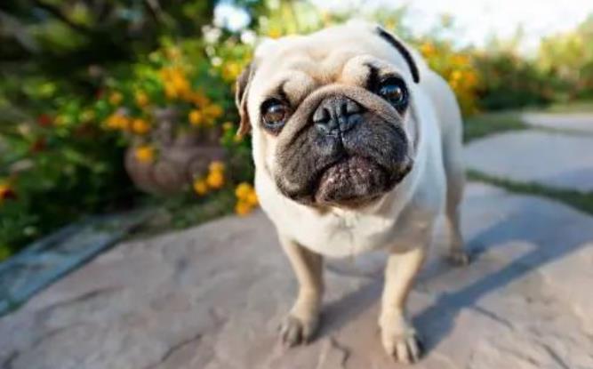 八哥狗好养吗？怎么养八哥犬？