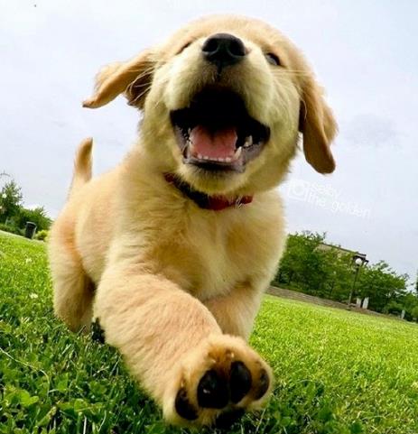 如何正确饲养金毛犬？（金毛犬正确的饲养方法）