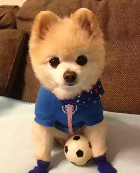 俊介犬贵吗，感觉都没什么人养。