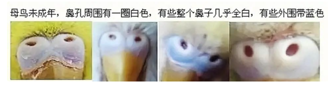 虎皮鹦鹉怎么分公母？