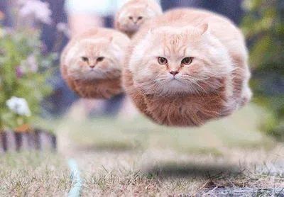 猫咪真的会一直记仇吗？(猫咪会记仇吗)