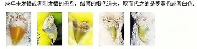 虎皮鹦鹉怎么分公母？