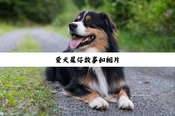 爱犬星仔故事和相片