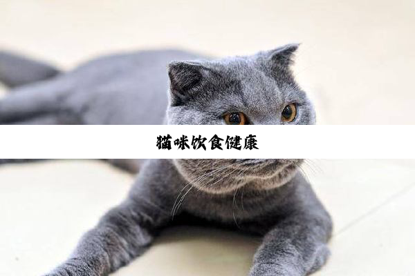 猫咪饮食健康
