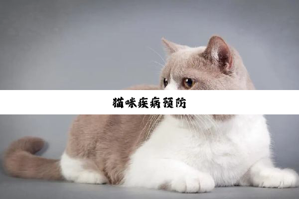 猫咪疾病预防