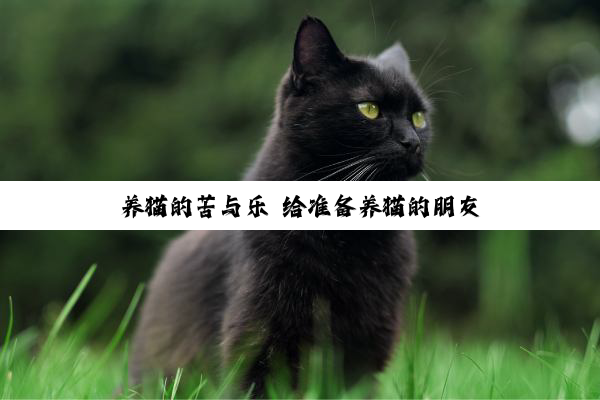 养猫的苦与乐 给准备养猫的朋友