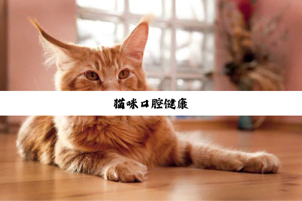 猫咪口腔健康