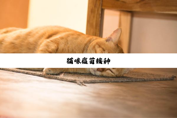 猫咪疫苗接种