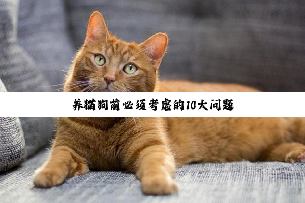 养猫狗前必须考虑的10大问题