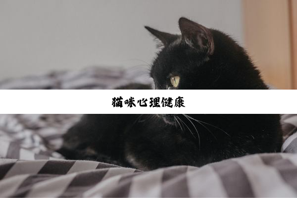 猫咪心理健康