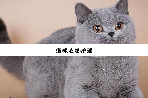 猫咪毛发护理