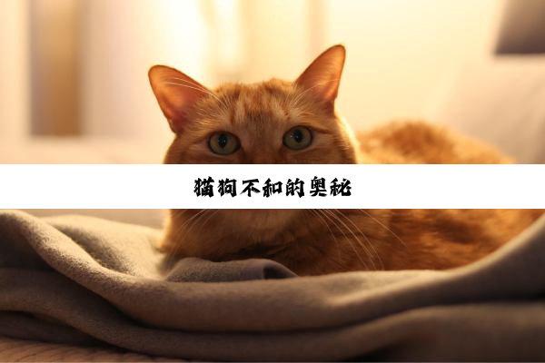 猫狗不和的奥秘