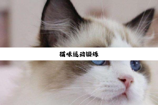 猫咪运动锻炼