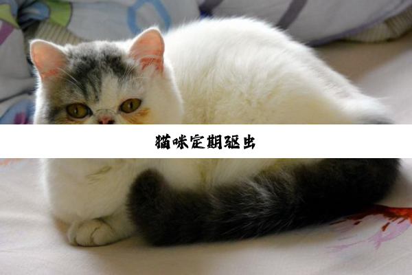 猫咪定期驱虫