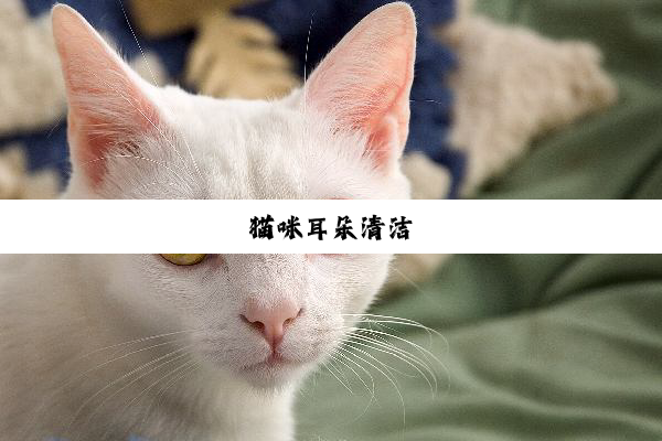 猫咪耳朵清洁