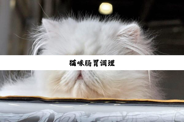 猫咪肠胃调理