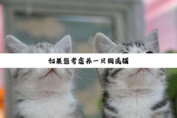 如果您考虑养一只狗或猫