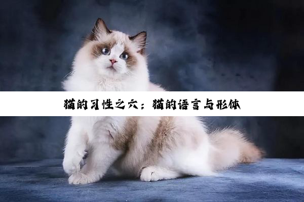 猫的习性之六：猫的语言与形体