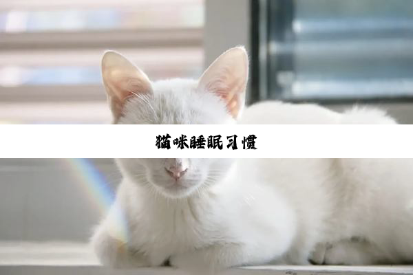 猫咪睡眠习惯