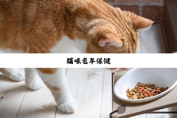 猫咪老年保健