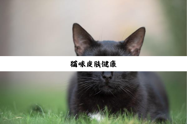 猫咪皮肤健康