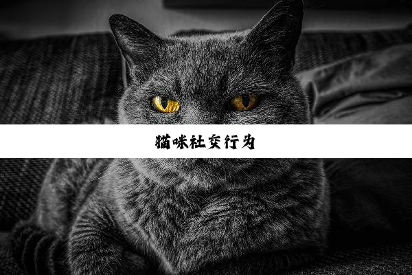 猫咪社交行为