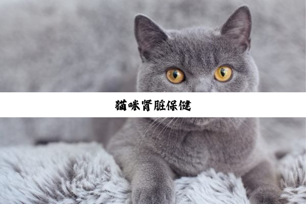 猫咪肾脏保健