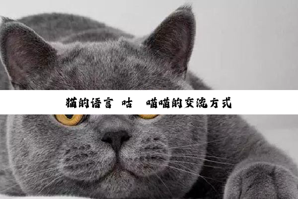 猫的语言 咕噜喵喵的交流方式