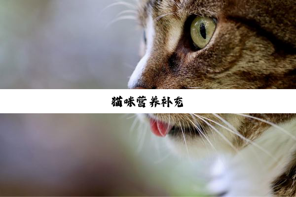 猫咪营养补充