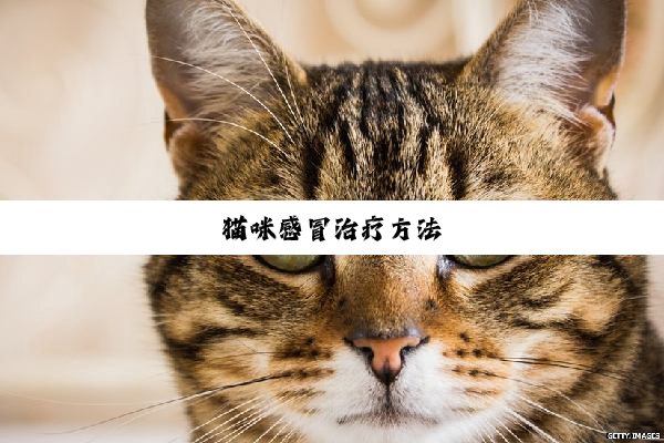 猫咪感冒治疗方法