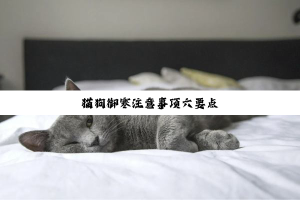 猫狗御寒注意事项六要点