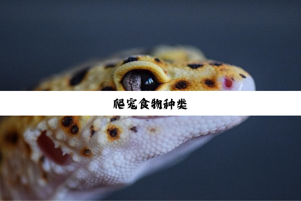 爬宠食物种类