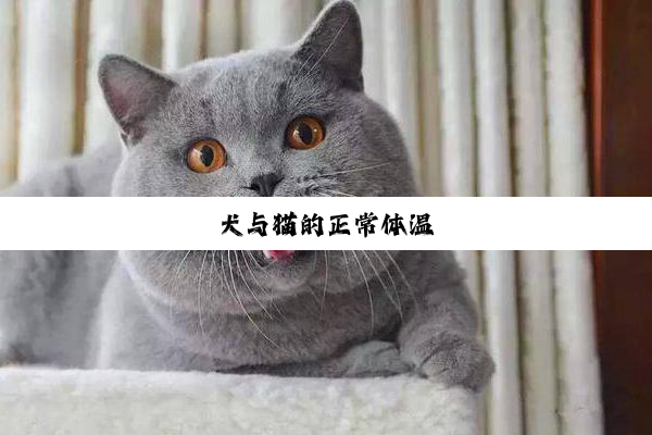 犬与猫的正常体温