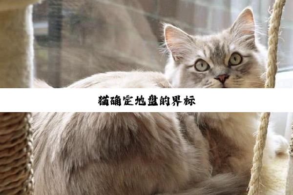 猫确定地盘的界标