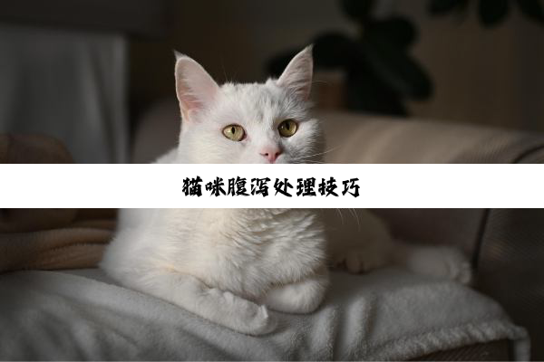 猫咪腹泻处理技巧