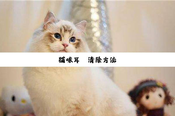 猫咪耳螨清除方法